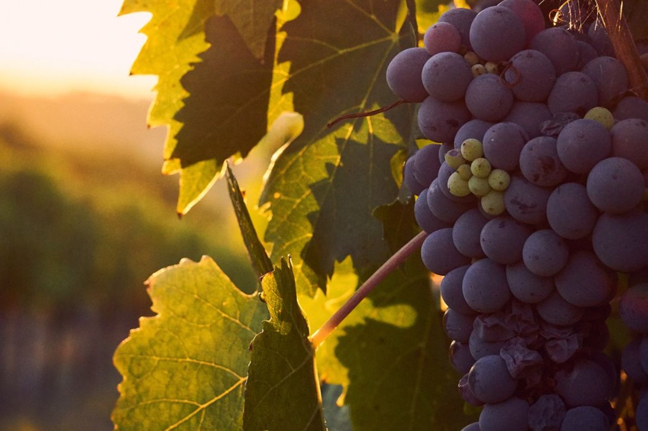 Zinfandel: de Californische trots onder de rode wijnen