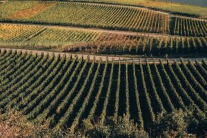 Pfalz - The Appellation wijn-encyclopedie