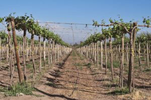 Toro - The Appellation wijn-encyclopedie