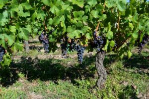 Cabernet Franc - The Appellation wijn-encyclopedie