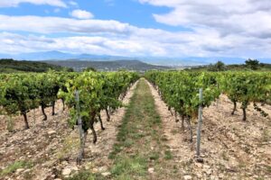 Mauzac - The Appellation wijn-encyclopedie