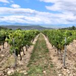 Dolcetto - The Appellation wijn-encyclopedie