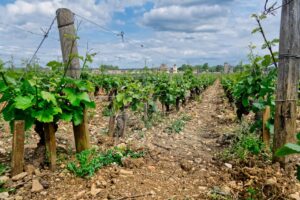 Muscadet (Melon de Bourgogne) - The Appellation wijn-encyclopedie