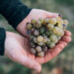 Bacchus - The Appellation wijn-encyclopedie