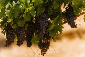 Margaret River - The Appellation wijn-encyclopedie