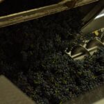 Petite Sirah - The Appellation wijn-encyclopedie