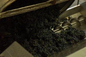 Mourvèdre - The Appellation wijn-encyclopedie