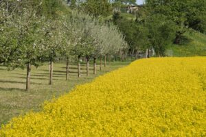 Chinon - The Appellation wijn-encyclopedie
