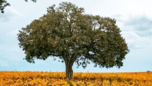 Paso Robles - The Appellation wijn-encyclopedie